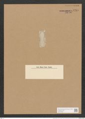 Surirella demerarae A. Schm. (de-Toni-Nr.: Genus 53, Species 2392) Zeichnungen Sammlung Grunow Nr. 4799 (NHMW-BOT-W0372946)